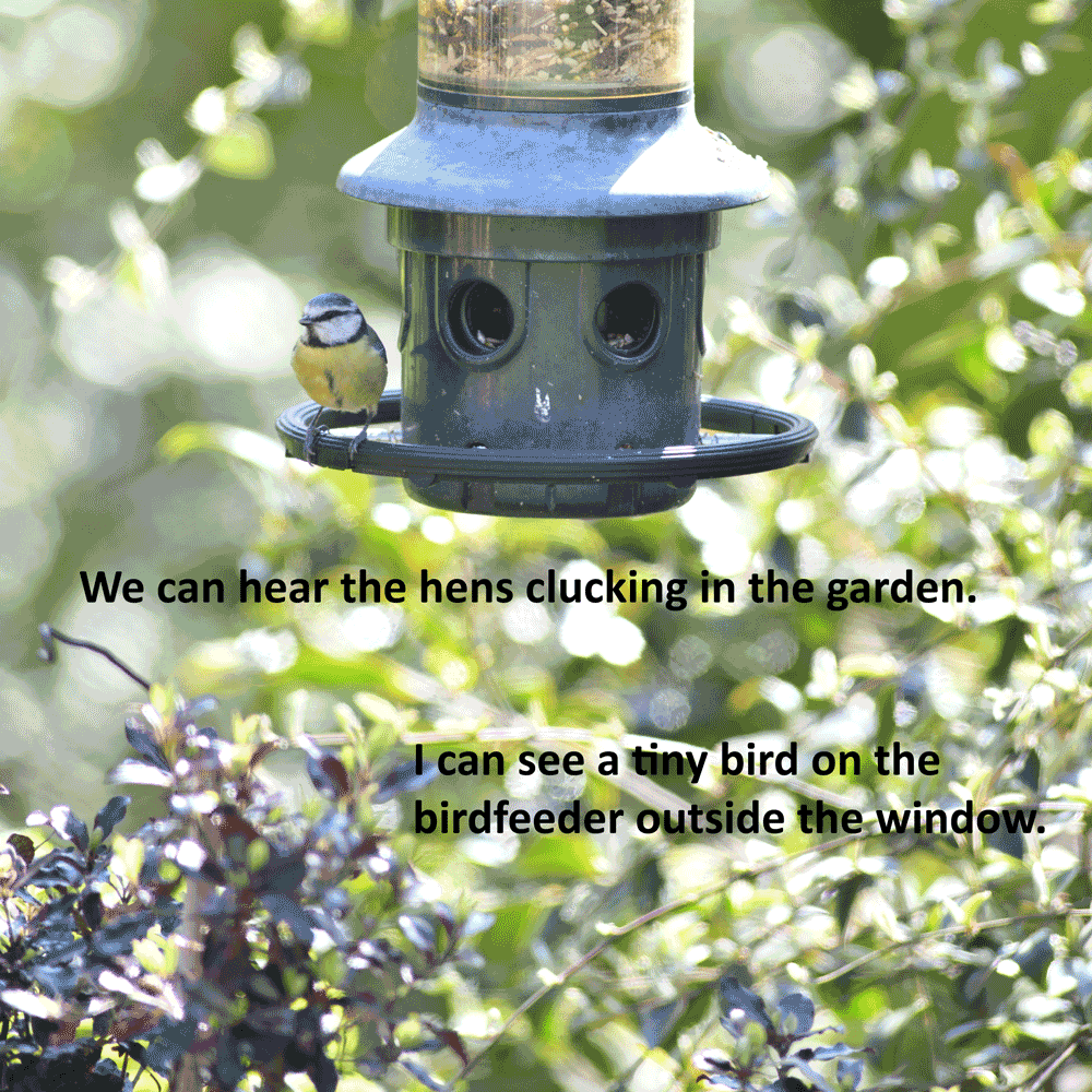 song bird on bird feeder